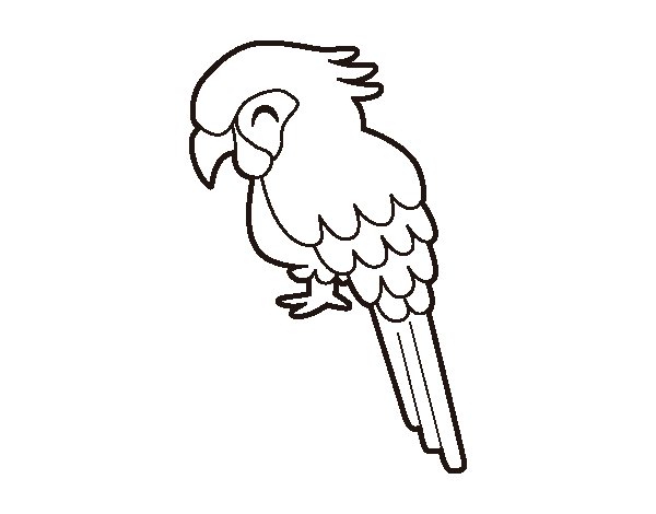 Раскраска попугай