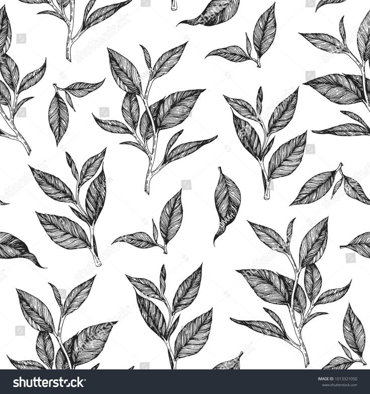 Векторный лист чая