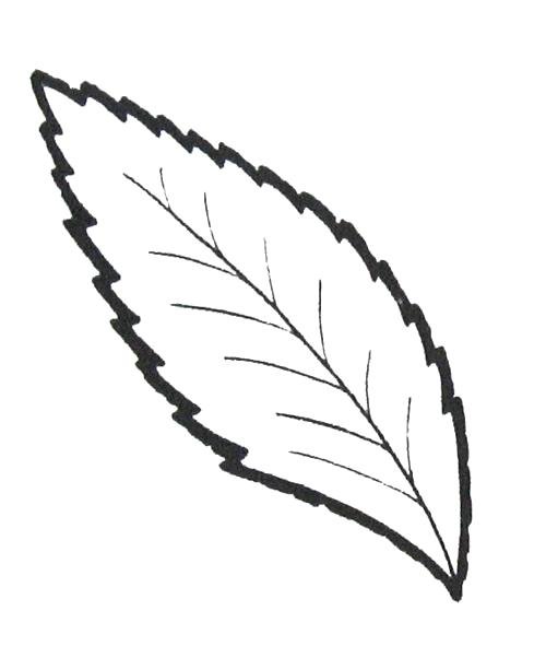 Листик раскраска