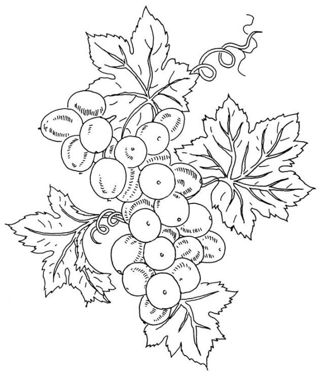 Виноград эскиз