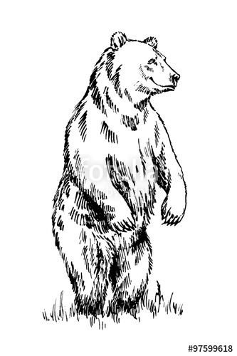 Медведь рисунок карандашом