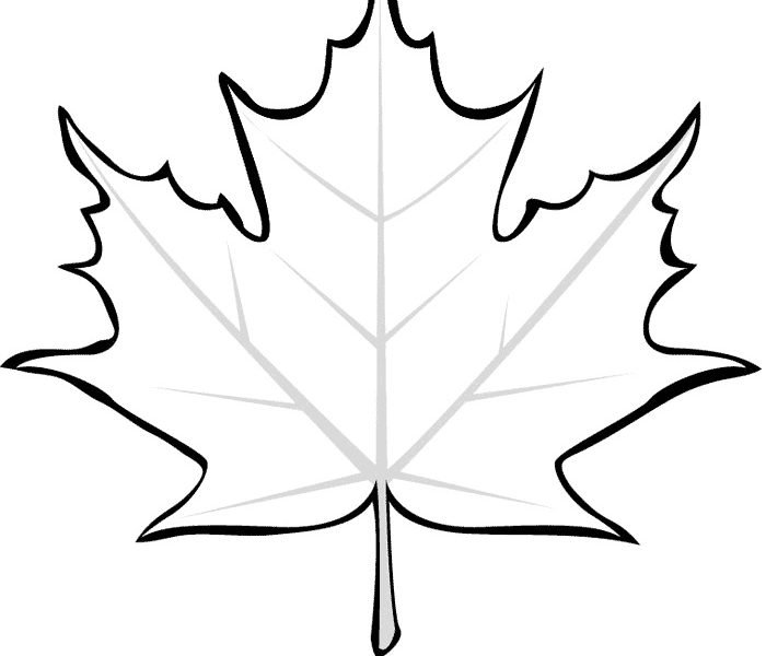 Трафареты кленовых листьев