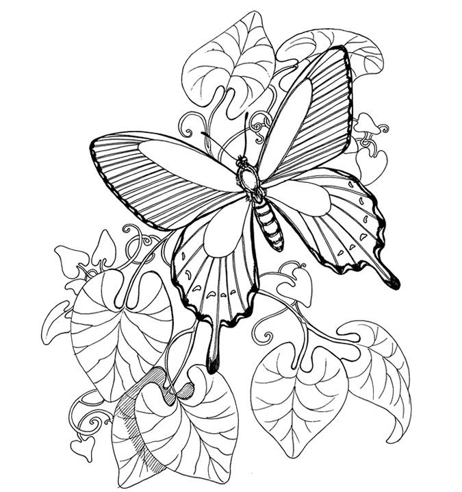 Цветы и бабочки. Раскраска