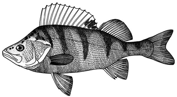 Окунь рисунок
