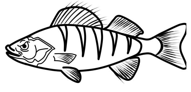 Рыба окунь раскраска