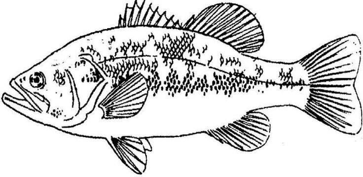 Окунь Речной разукрашка
