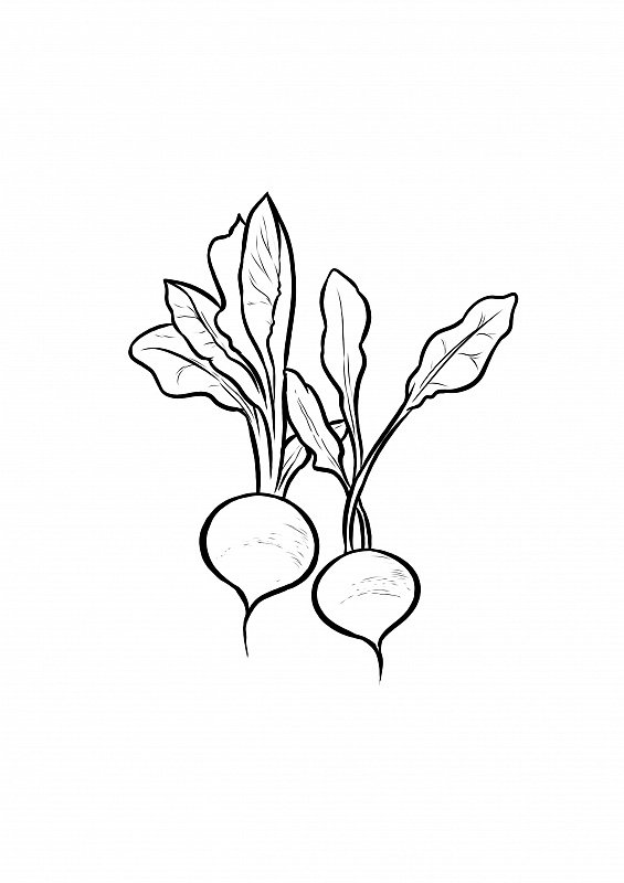 Редис раскраска для детей