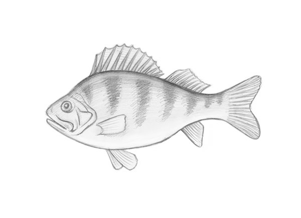 Окунь рисунок карандашом