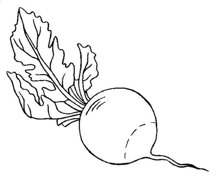 Овощи раскраска редиска