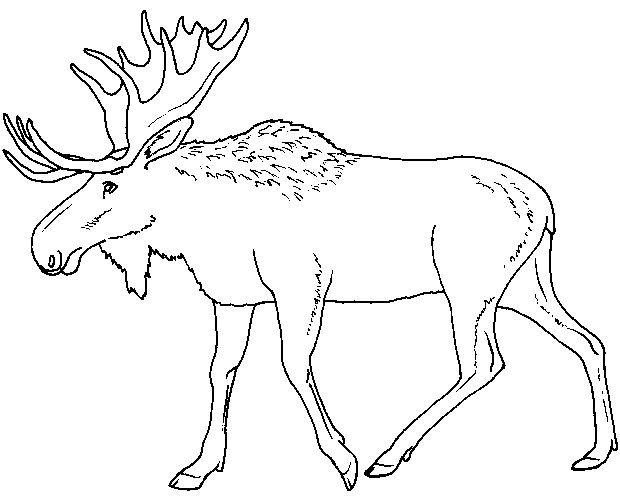 Рисунки животных для детей