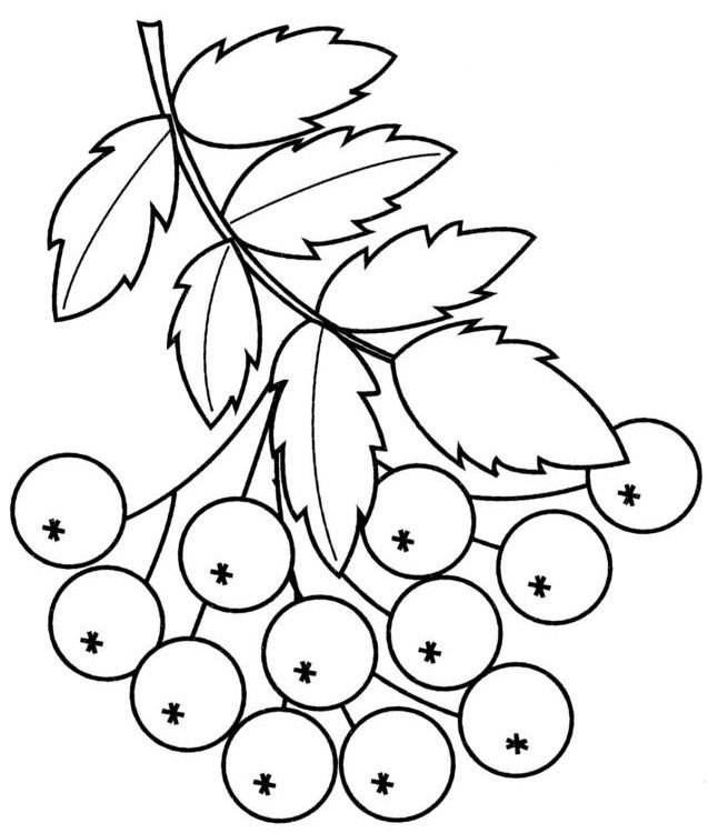Веточка рябины раскраска для малышей