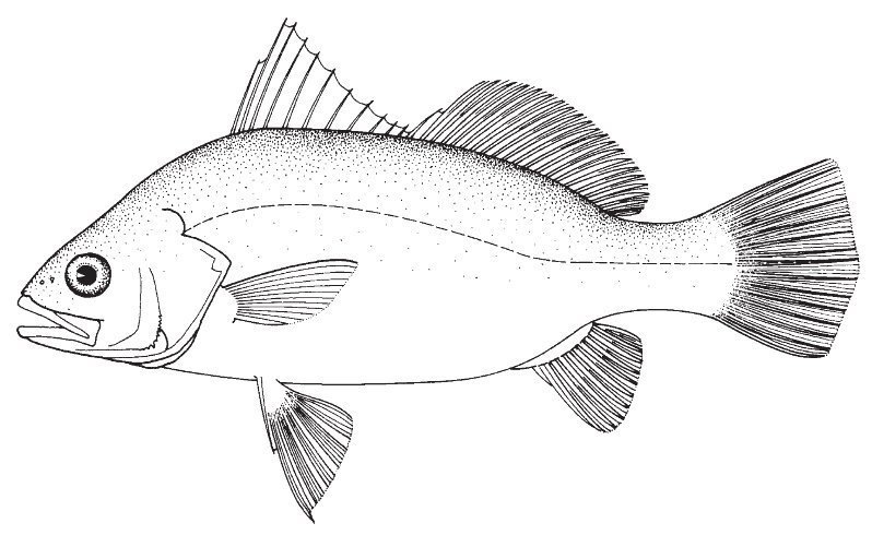Рыба окунь раскраска