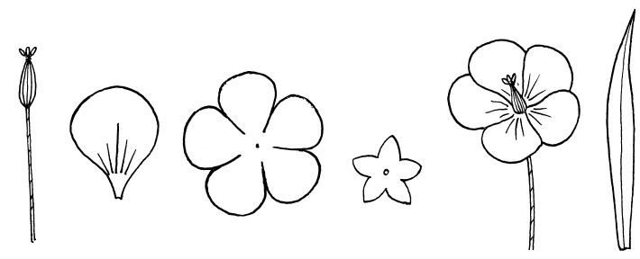 Цветы яблони трафарет