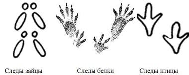 Заячьи следы рисунок