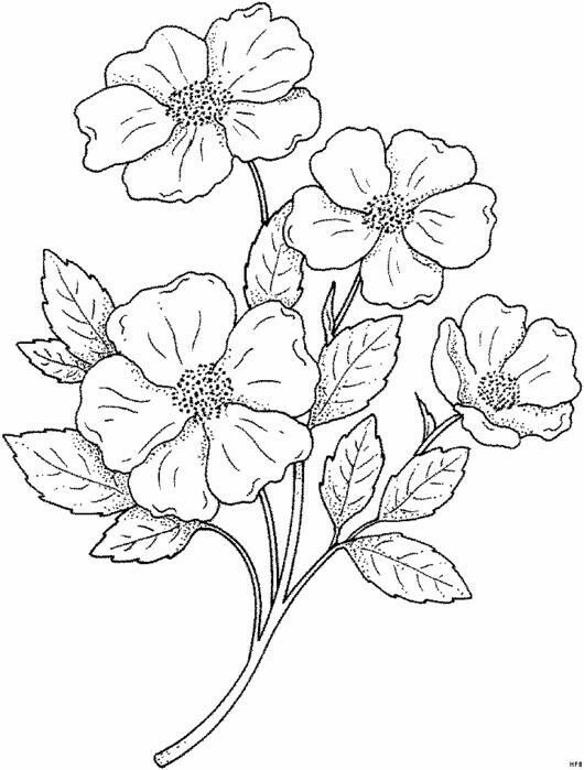 Цветы. Раскраска