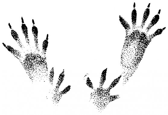 Следы белки для дошкольников