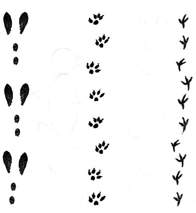 Следы зайца русака