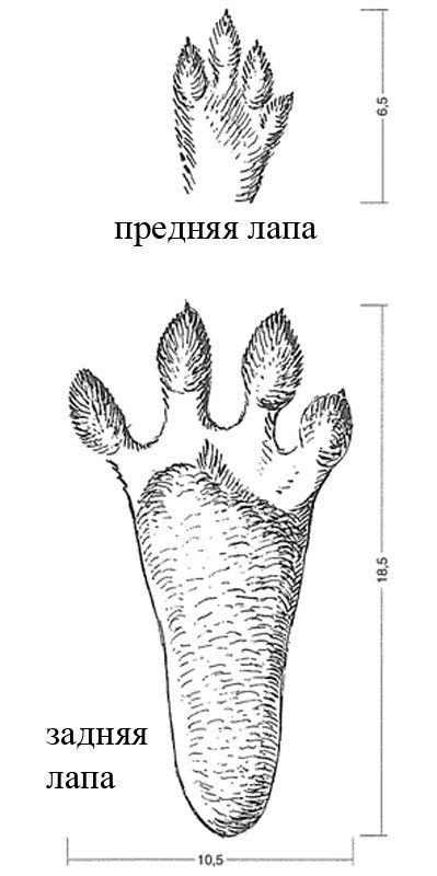 След зайца рисунок