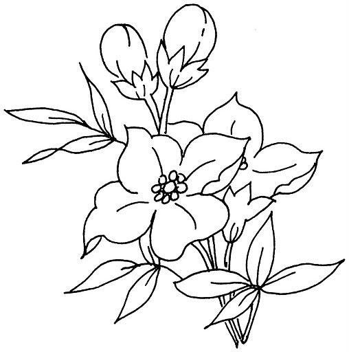 Рисунки цветов