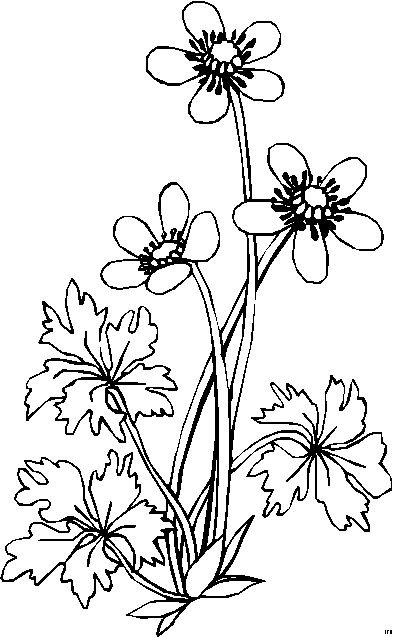 Адонис цветок раскраска для детей
