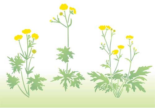 Трафарет цветка Лютика