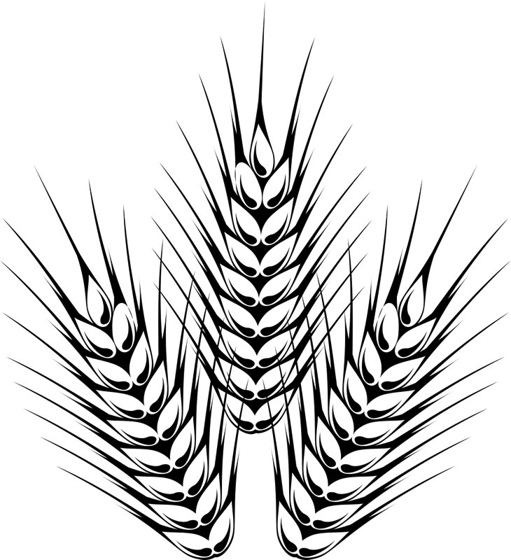 Колосья пшеницы