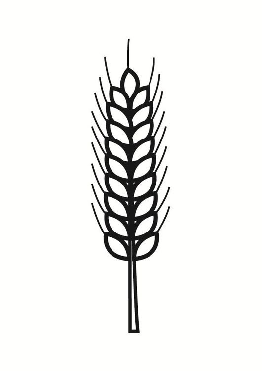 Колосок пшеницы рисунок