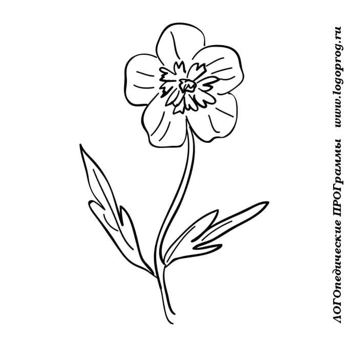 Лютик раскраска цветок