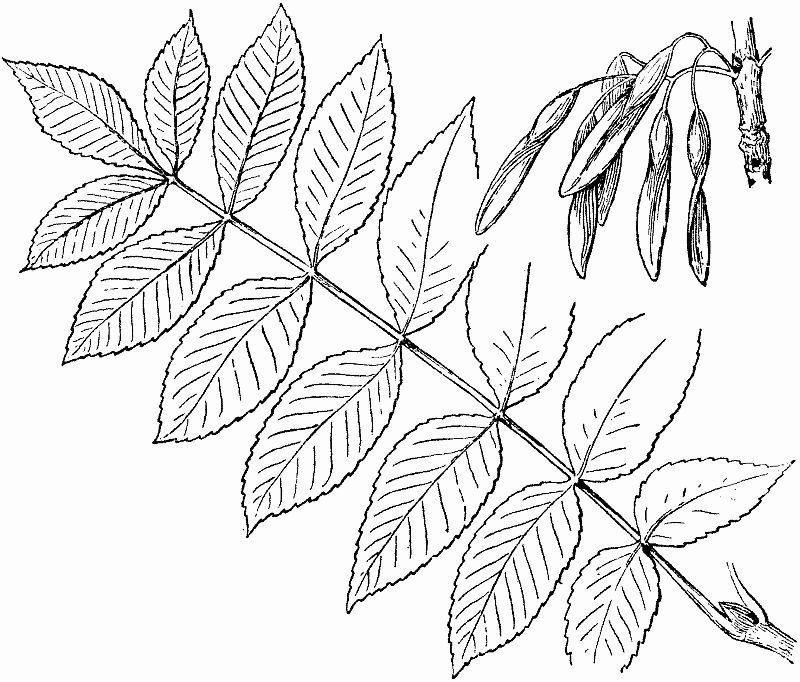 Строение листа ясеня