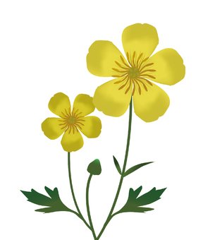 Лютик для детей