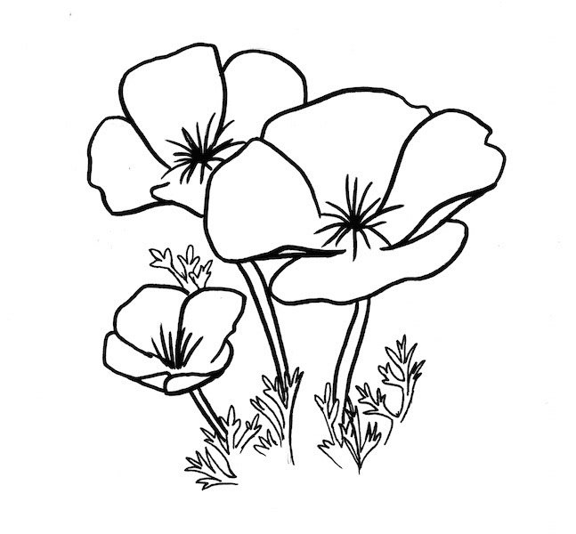 Эшшольция Калифорнийская гербарий