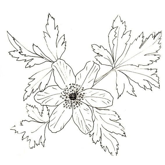 Ветреница Дубравная рисунок