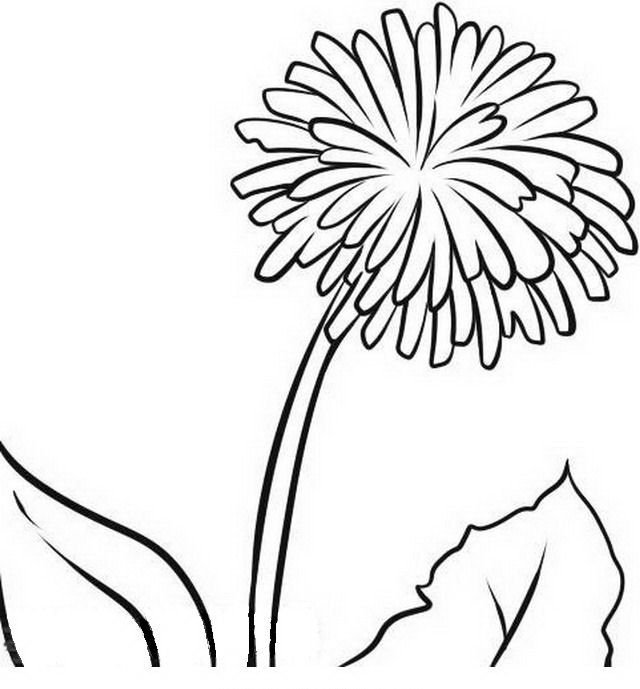 Одуванчик рисунок для детей раскраска