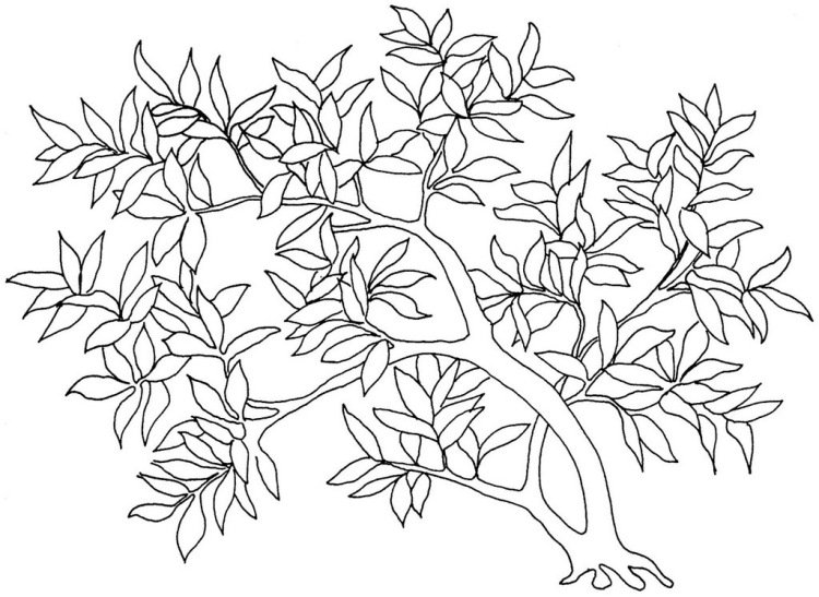 Куст раскраска
