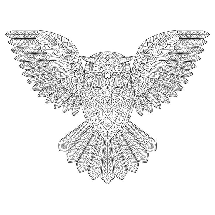 Раскраска Сова