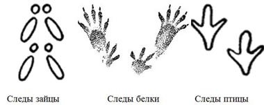 Следы животных на снегу зайца