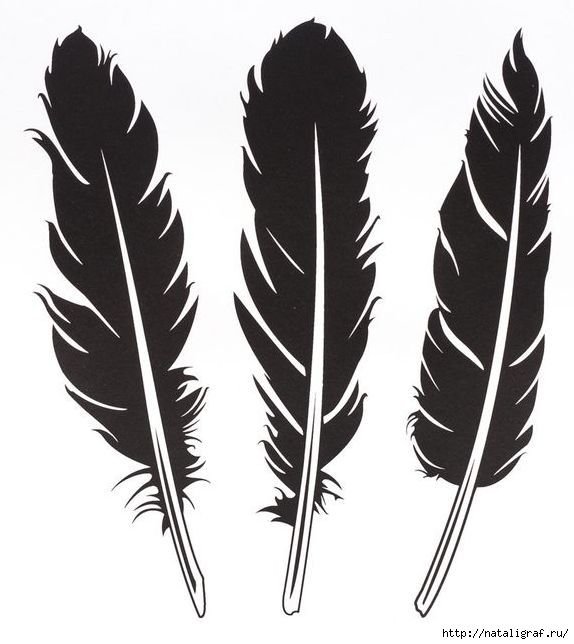 Перья птиц