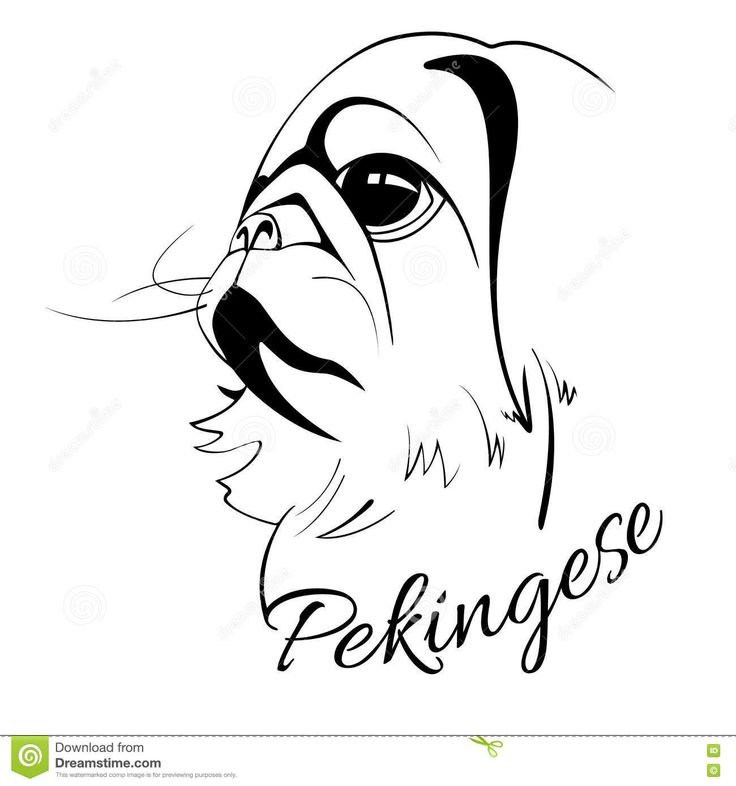 Эскиз тату Пекинес