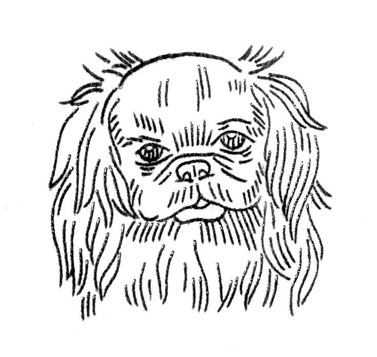 Пекинес карандашом