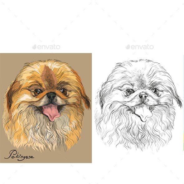 Пекинес карандашом