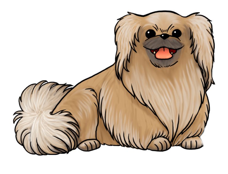 Пекинес на белом фоне