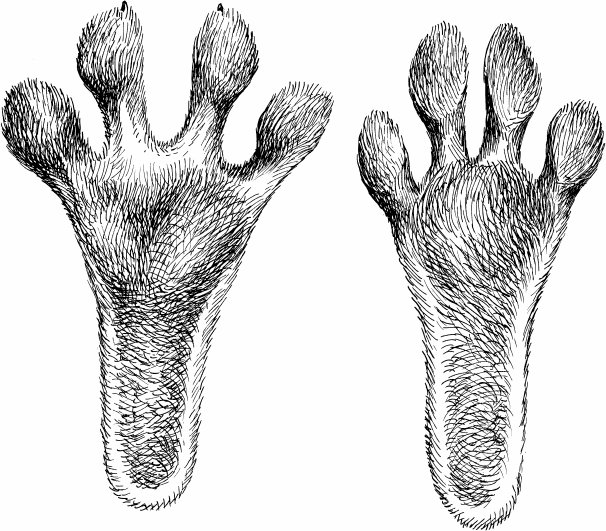 Лапка зайца след