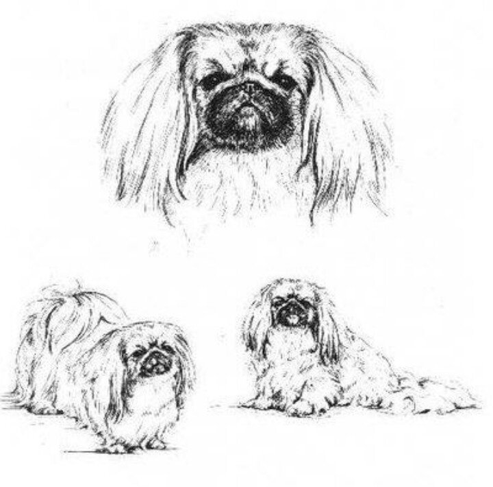 Пекинес раскраска