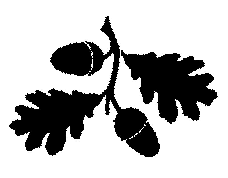 дубовые листья с желудями