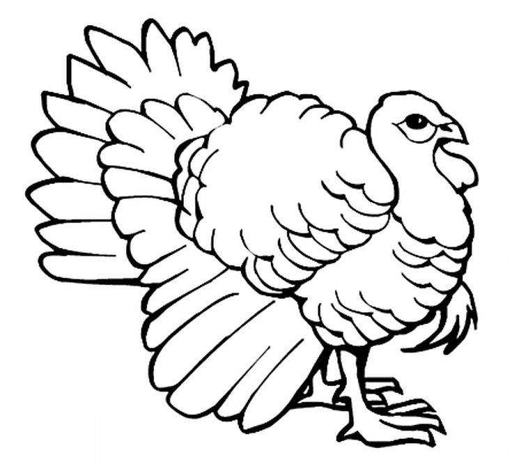 Индюк индюшка и индюшата раскраска
