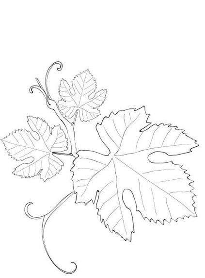 Виноградный листок шаблон