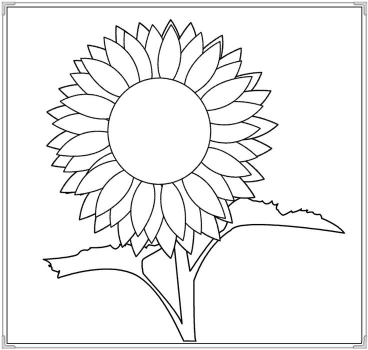 Подсолнух. Раскраска