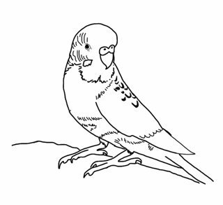 Волнистый попугайчик раскраска