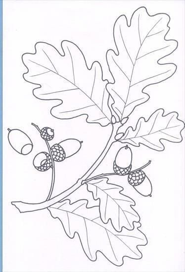 Лист дуба раскраска