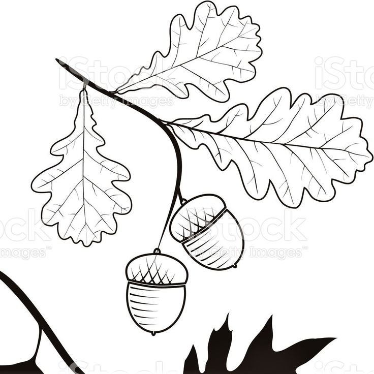 Дубовый лист рисунок